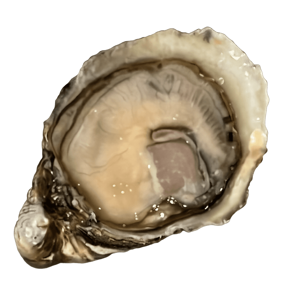 La Mignon - Calibro 6